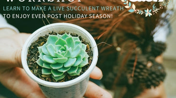 New Dates announced for Succulent Wreath Workshops!