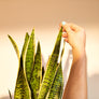 Hi Cacti book Sabina Palermo plant care is self care houseplants indoor plants growing houseplants and happiness plant tips plants for beginners