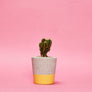 Small Colourful Concrete Cactus Pot brighton hi cacti easy care plants cactus shop
