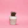 Small Colourful Concrete Cactus Pot brighton hi cacti easy care plants cactus shop