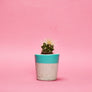Small Colourful Concrete Cactus Pot brighton hi cacti easy care plants cactus shop