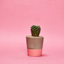 Small Colourful Concrete Cactus Pot brighton hi cacti easy care plants cactus shop