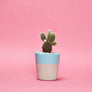Small Colourful Concrete Cactus Pot brighton hi cacti easy care plants cactus shop