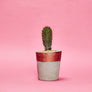 Small Colourful Concrete Cactus Pot brighton hi cacti easy care plants cactus shop