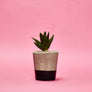 Small Colourful Concrete Cactus Pot brighton hi cacti easy care plants cactus shop