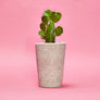 Tall Concrete Plant Pot
