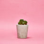 Small Concrete Plant Pot