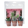 Cactus and/or Succulent Pack of three