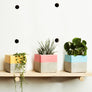 Colourful Square Concrete Plant Pot