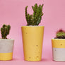 Colourful Concrete Cactus Pots: Set of three