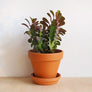 Terracotta Plant Pots