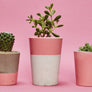 Colourful Concrete Cactus Pots: Set of three