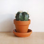 Terracotta Plant Pots
