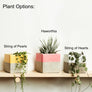 Colourful Square Concrete Plant Pot