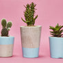 Tall Colourful Concrete Cactus Pot