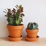 Terracotta Plant Pots