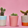 Small Colourful Concrete Cactus Pot brighton hi cacti easy care plants cactus shop