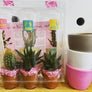 Cactus/ Succulent Pack of Three
