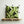 Dark Palm Leaf Cushion Cover by Desertland Wares, Hi Cacti, Brighton