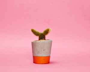 Small Colourful Concrete Cactus Pot brighton hi cacti easy care plants cactus shop