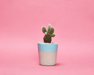 Small Colourful Concrete Cactus Pot brighton hi cacti easy care plants cactus shop