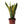 Snake Plant (Sansevieria) Houseplant by Hi Cacti