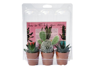 Cactus and/or Succulent Pack of three