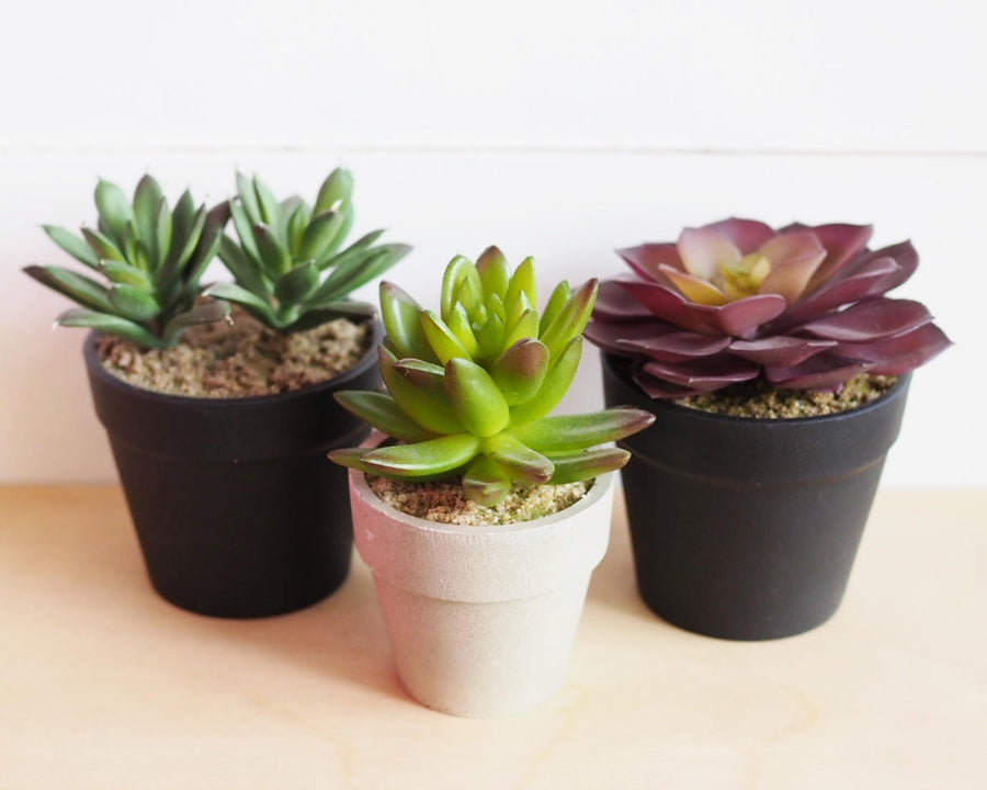 Faux Small Succulents