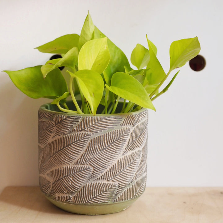 green leafy concrete plant pot by hi cacti