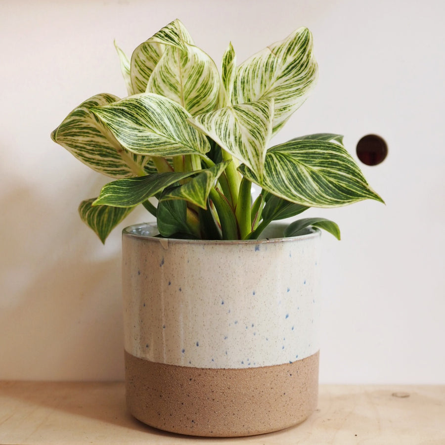 two toned ceramic plant pot by hi cacti