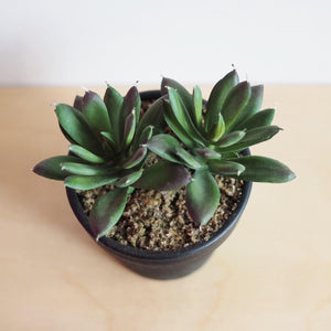 Faux Small Succulents