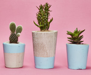 Colourful Concrete Cactus Pots: Set of three