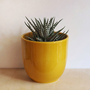 hi cacti yellow plant pot 