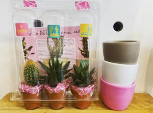 Cactus/ Succulent Pack of Three